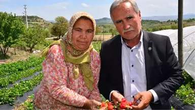 3 Çiftçi ile Başlayan Çilek Üretimi, Köprübaşı'nın Kaderini Değiştirdi