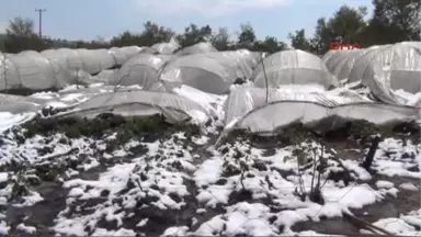 Inegöl'de Kar Yağışı Çilek Üretimine Zarar Verdi