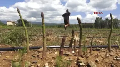 Muğla'dan Kuşkonmaz Fışkırıyor