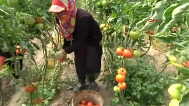 Silifke'de Çilek ve Domates Ihracatı Başladı