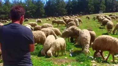 Çukurova'da Koyun Kırkım Zamanı