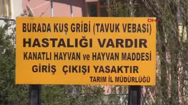 Tokat Kuş Gribi Rastlanan Köy Karantinada