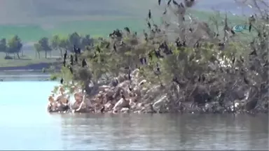 Afrika'dan Gelip Bu Adayı Seçiyorlar...amasya'da 'Pelikan Adası'