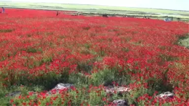 Baharın Müjdecisi Gelincik Çiçekleri, Güneydoğu'yu Kızıla Boyadı