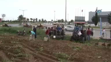 Başak Toplamak İçin Traktörlerle Patates Tarlasına Akın Ettiler