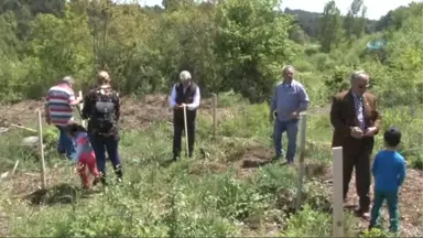 Beykoz'da Anaokulu Öğrencileri Çam Fidanı Dikti