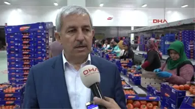 Antalya Domatesin Merkezinden Domates Tepkisi 2-