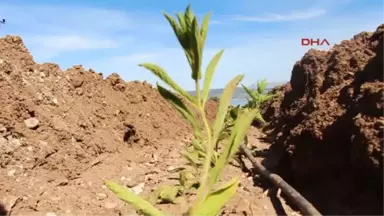 Burdur Lisinia'da Dağçayı Yetiştirilecek