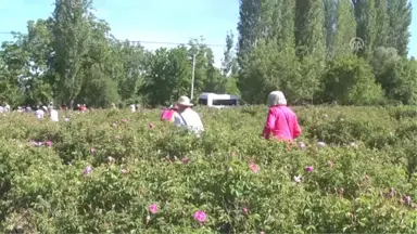 Gül Hasadına, Uzakdoğu'dan 