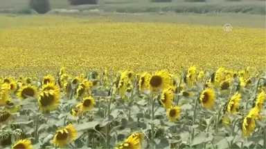 Ayçiçeğinde Yüksek Rekolte Beklentisi