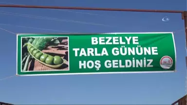 Diyarbakır'da İlk Kez Bezelye Üretildi