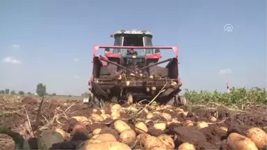 Kavurucu Sıcak Altında Tarlada Ekmek Mücadelesi - Adana