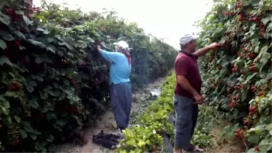 Açık Alanda Böğürtlen Hasadı Başladı