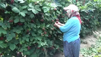 Silifke'de Açık Alan Böğürtlen Hasadı Başladı