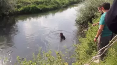 Otomobil Çaya Devrildi: 2 Ölü