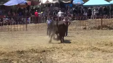 Germencik'te Boğa Güreşi Festivali