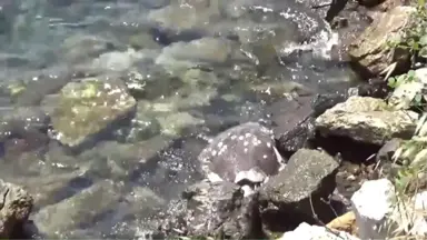 Muğla'da Ölü Caretta Caretta Sahile Vurdu