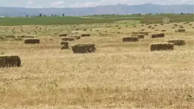 Muş'taki Otlar Yarış Atları Için Gönderiliyor