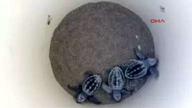 Muğla Yavru Caretta Carettaların Denize Yolculuğu Başladı