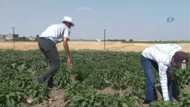 Kayyumun Tahsis Ettiği Tarlalarla Hayatlarını İdame Ettiriyorlar