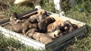 Kangal Cinsi Köpek Tek Batında 17 Yavru Doğurdu