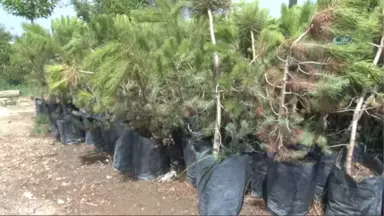 Başkan Çerçi'den Sökülen Ağaçlarla İlgili Açıklama: 