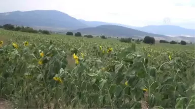 Ay Çekirdeği Üreticileri Hasadı Bekliyor