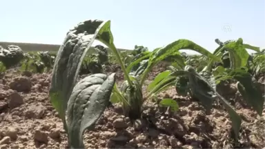 Tıbbi ve Aromatik Bitkiler Çiftçinin Umudu Oldu