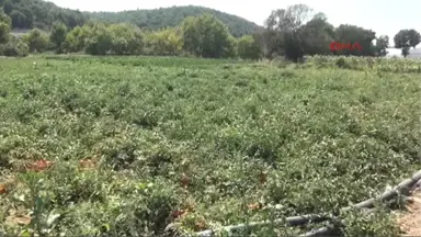 Çanakkale Dümrek Köyü'nde Tarla Günü Düzenlendi