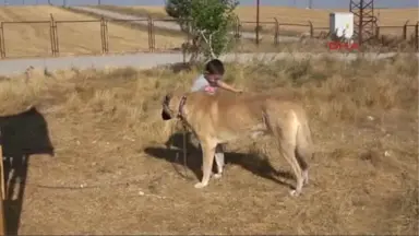 Sivas Kangal Köpeğine 'Tescil' Şoku