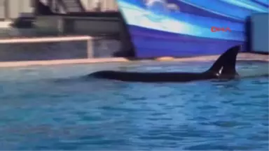 42 Yaşındaki Orca Kasatka Uyutuldu