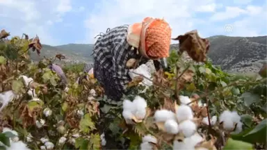 Söke'de Sezonun İlk Pamuk Hasadı Yapıldı