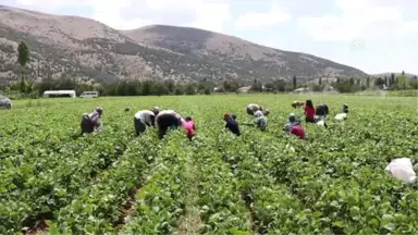 Fasulye, Burdurlu Çiftçinin Yüzünü Güldürdü