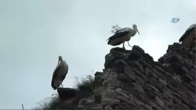 Leylekler Göç Sırasında Topkapı Surlarında Mola Verdi