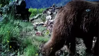 Başkent'in Yanı Başındaki Vahşi Hayat Foto Kapanda