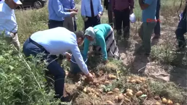 Nevşehir'de Patates Hasadı Başladı