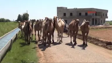 Şanlıurfa'da Eski Havalanı Pisti Kurbanlık Develere Kaldı