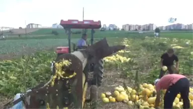 İlk Kez Ekildi, Üreticiyi Güldürdü