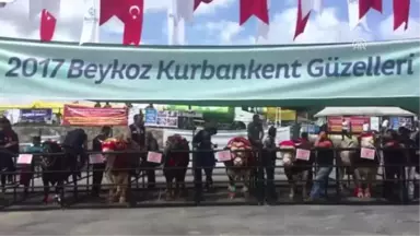 Kurbanlıklar Jüri Karşısına Çıktı