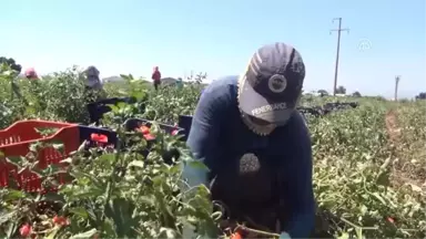 Ege'nin Kuru Domatesi İtalyan Sofralarını Süslüyor