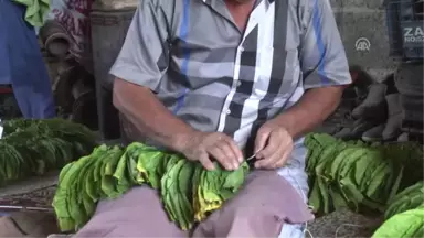 Bafra Ovası'nda Tütün Üreticileri Bu Seneden Umutlu