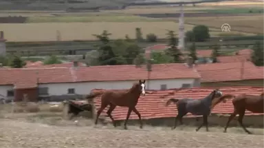 Girişimci Kadınlar - At Sevgisi Nedeniyle Emeklilikten Sonra Yeniden Meslek Sahibi Oldu