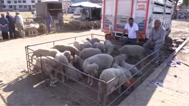 Kurbanlık Yetiştiricileri Çifte Bayram Yaptı