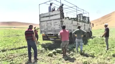 Muş'ta Karpuz Hasadı Devam Ediyor