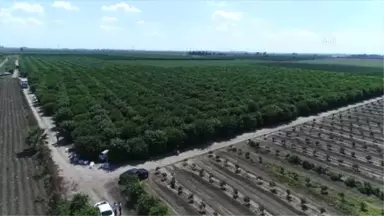 İklim Şartlarından Verimi Düşen Limon El Yakacak