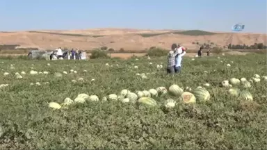 Diyarbakır Karpuzu Görücüye Çıktı...en Büyüğü 52 Kiloyu Aştı