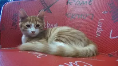 Kedi Beslediği İçin Tartıştığı Kişiden Şikayetçi Oldu