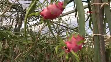 Mersin' de Pitaya Hasadına Başlandı