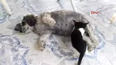 Muğla Köpek, Kedi Yavrusunu Emziriyor