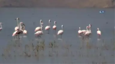 Flamingoların Erçek Gölü'nde Görsel Şöleni